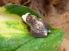 dendropsophus_bifurcus