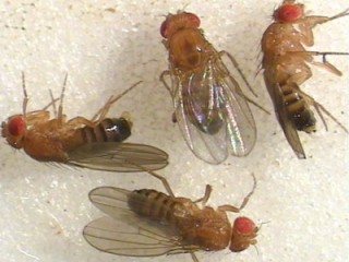 drosophila_small