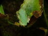 p1300679